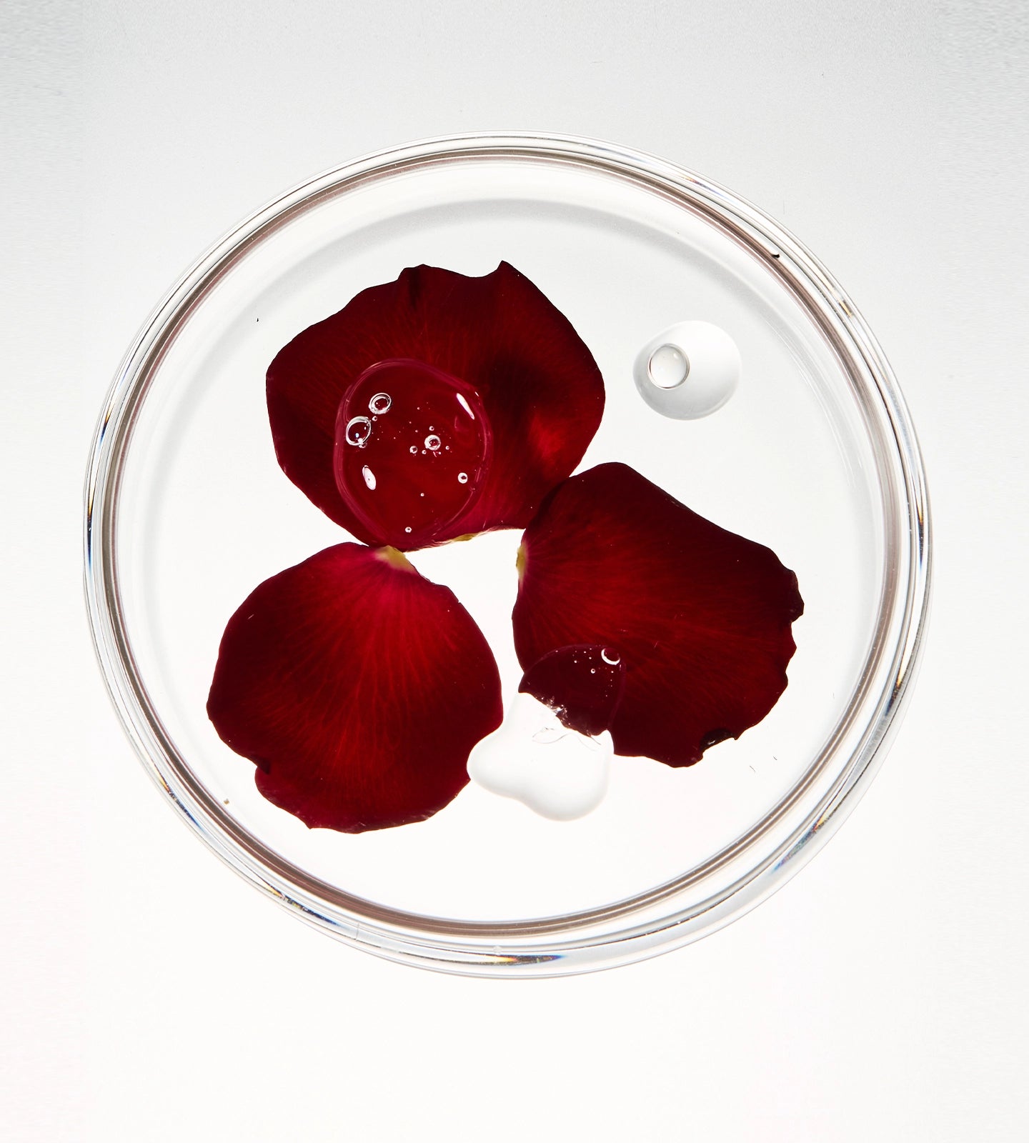 Clear glass lid with three red rose petals on a white background